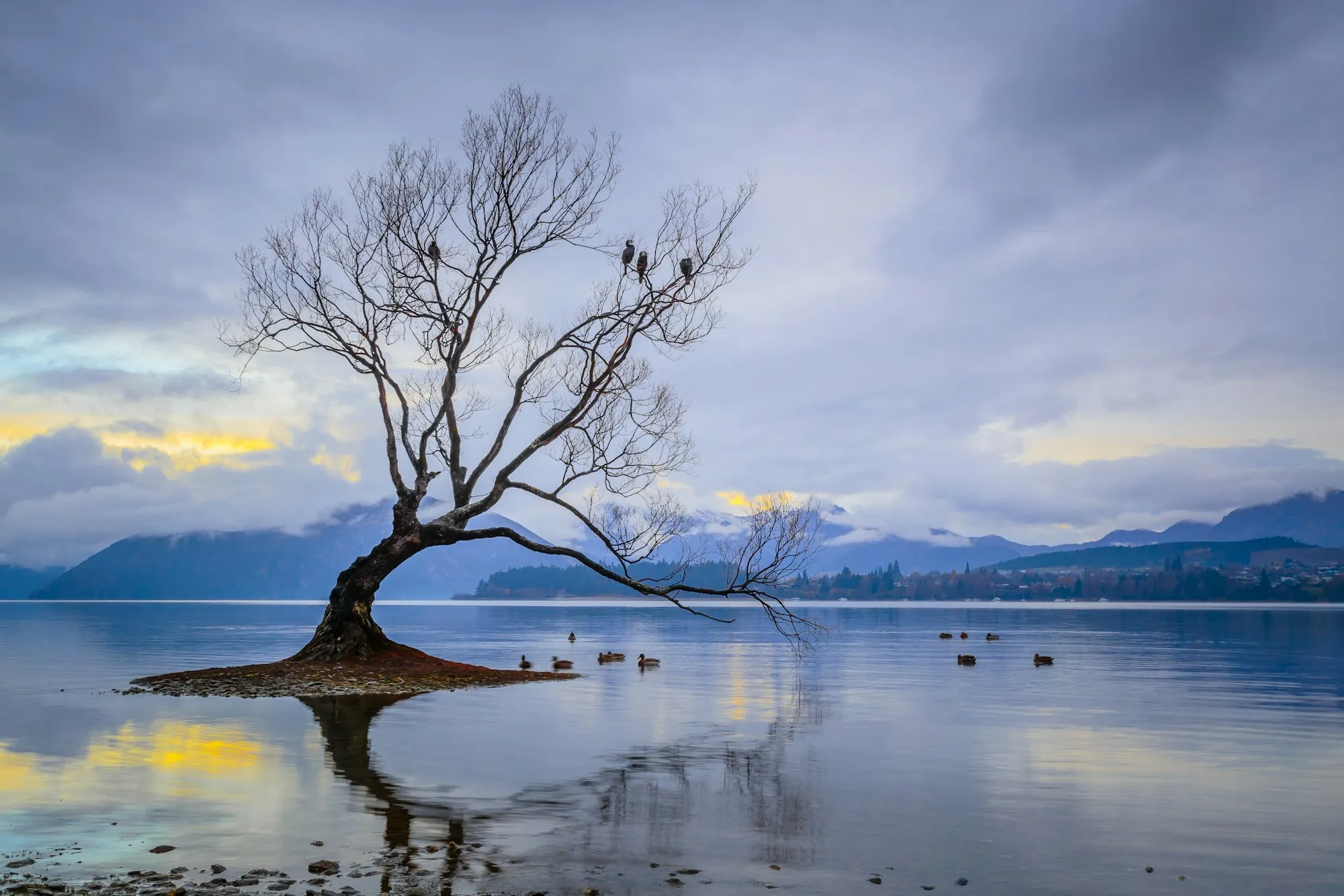 A lone tree standing in a still lake at dusk